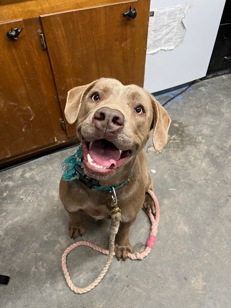 I41, an adoptable Labrador Retriever, Weimaraner in Mullins, SC, 29574 | Photo Image 1