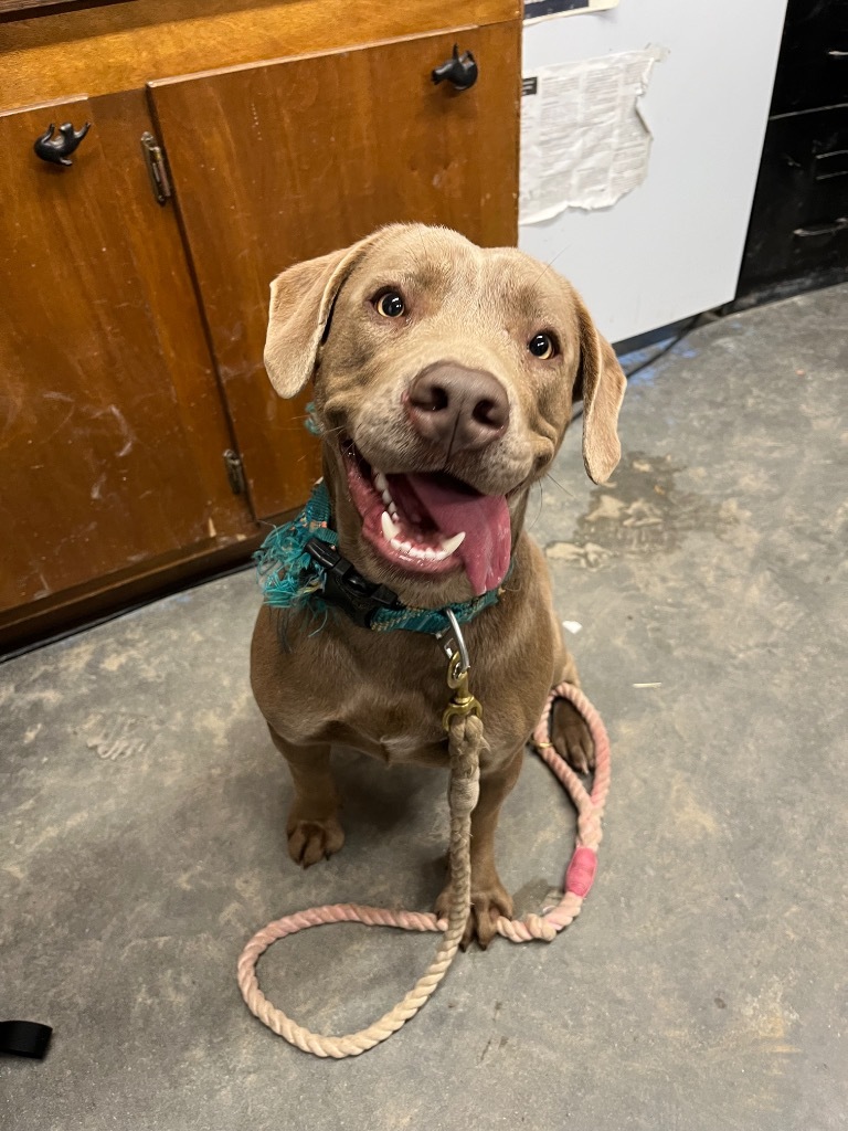 I41, an adoptable Labrador Retriever, Weimaraner in Mullins, SC, 29574 | Photo Image 2