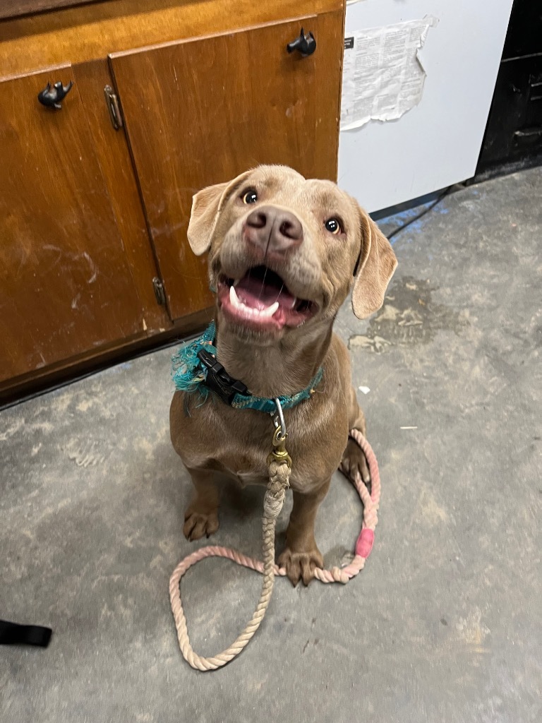 I41, an adoptable Labrador Retriever, Weimaraner in Mullins, SC, 29574 | Photo Image 3