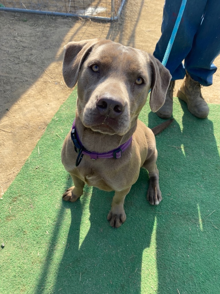 I41, an adoptable Labrador Retriever, Weimaraner in Mullins, SC, 29574 | Photo Image 4