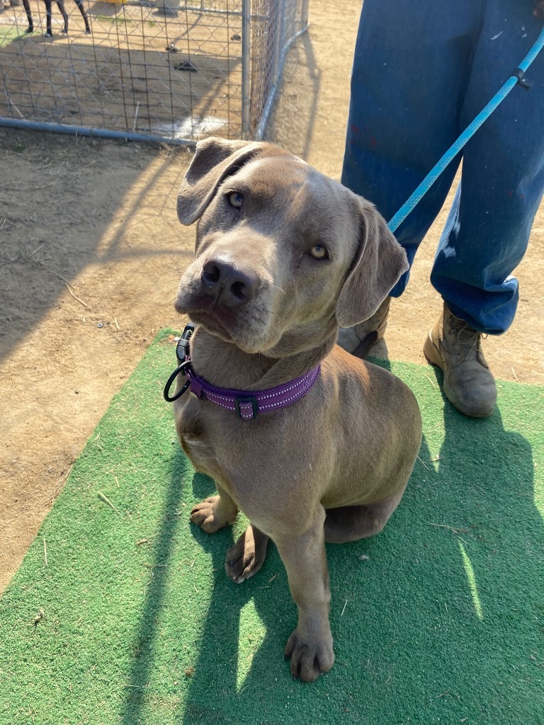 I41, an adoptable Labrador Retriever, Weimaraner in Mullins, SC, 29574 | Photo Image 5