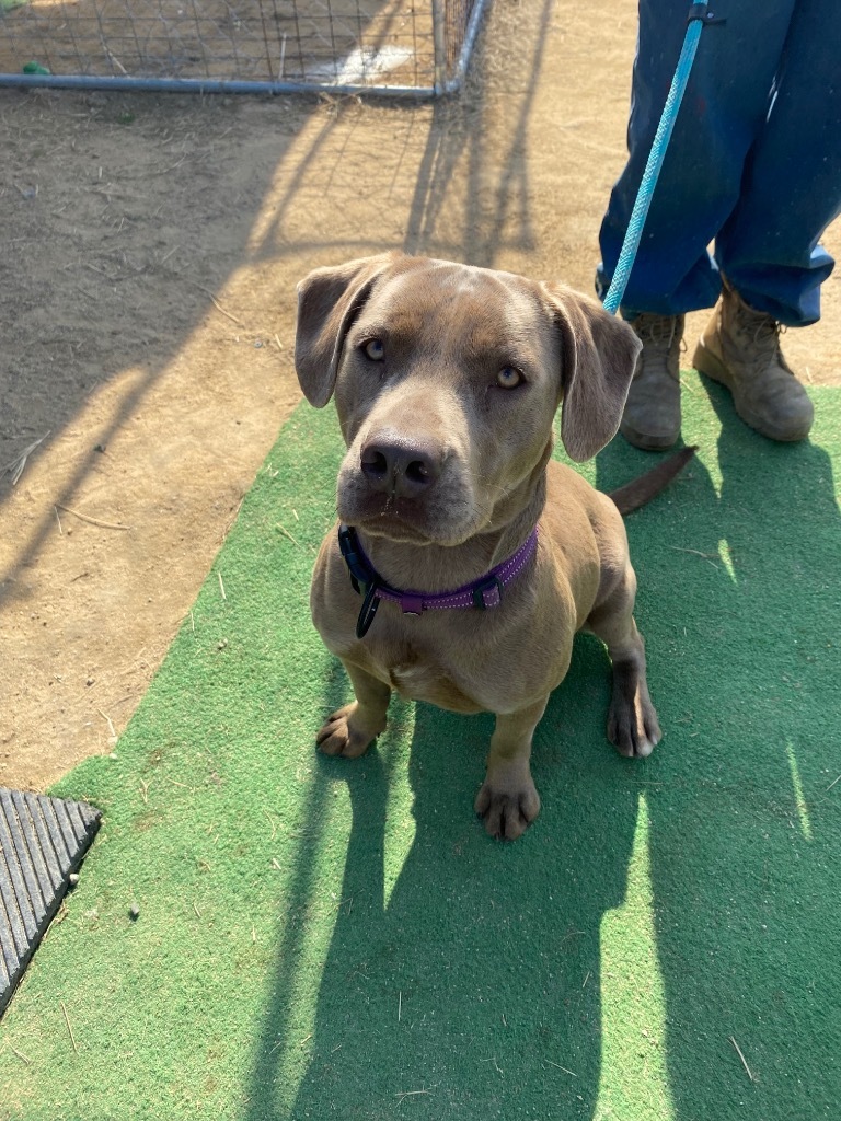 I41, an adoptable Labrador Retriever, Weimaraner in Mullins, SC, 29574 | Photo Image 6