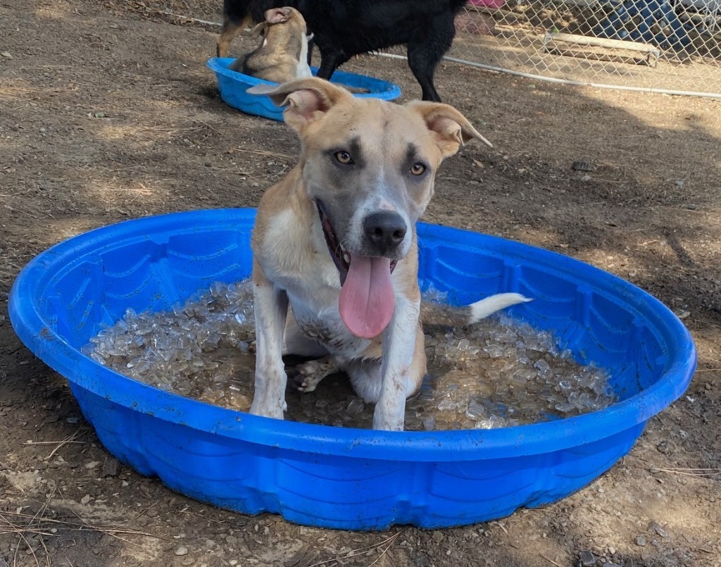 Pawsy Pawsborne, an adoptable Pit Bull Terrier, Mixed Breed in Lemoore, CA, 93245 | Photo Image 1