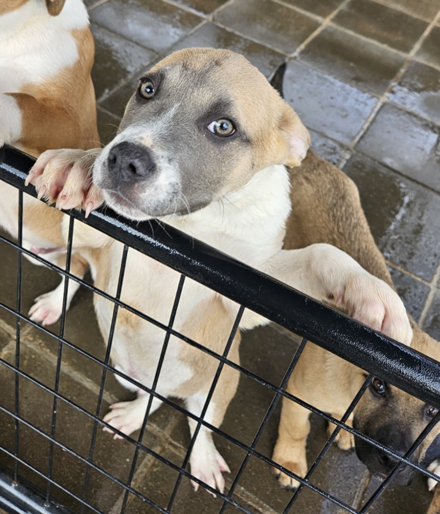 Pawsy Pawsborne, an adoptable Pit Bull Terrier, Mixed Breed in Lemoore, CA, 93245 | Photo Image 2