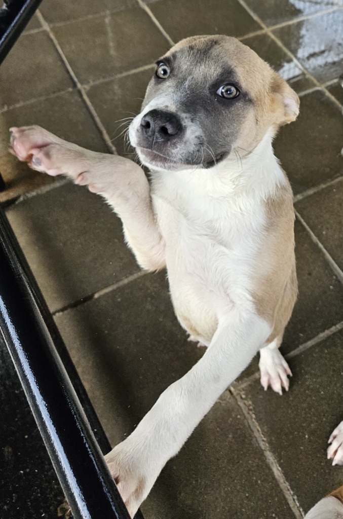 Pawsy Pawsborne, an adoptable Pit Bull Terrier, Mixed Breed in Lemoore, CA, 93245 | Photo Image 3