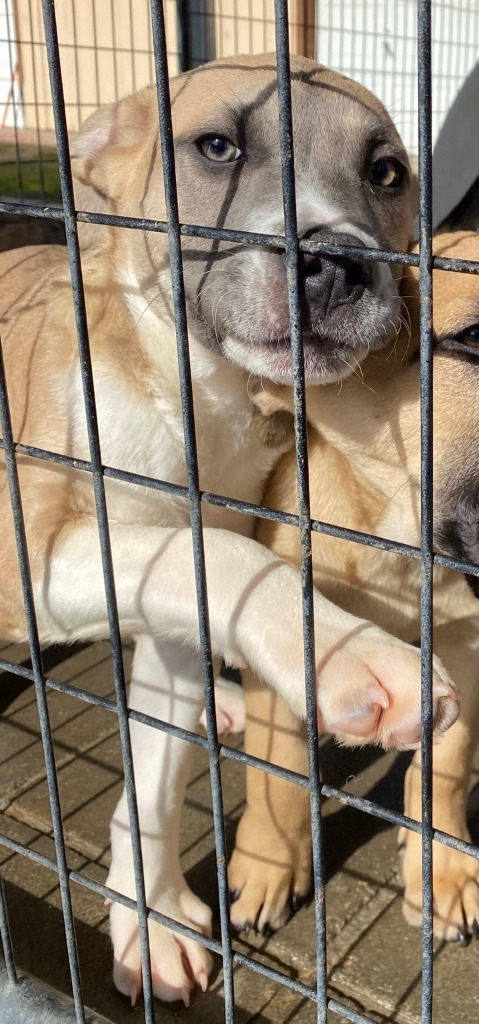 Pawsy, an adoptable Pit Bull Terrier, Mixed Breed in Lemoore, CA, 93245 | Photo Image 4