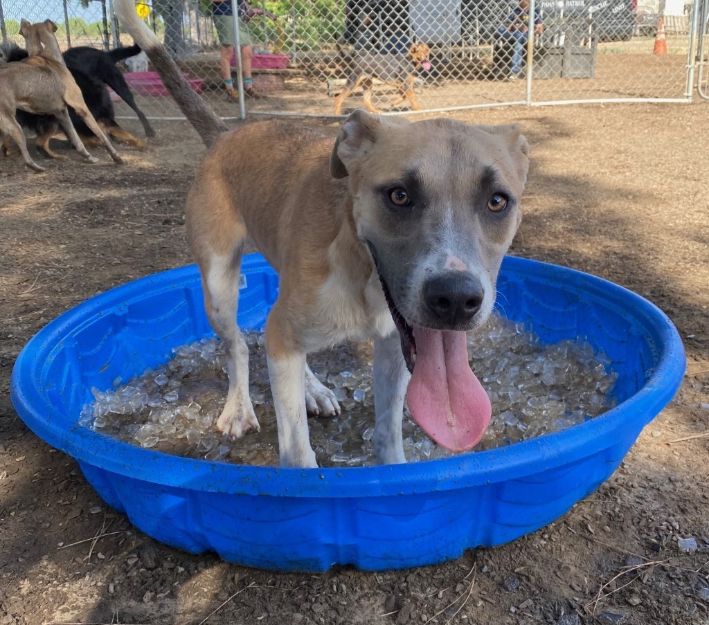 Pawsy Pawsborne, an adoptable Pit Bull Terrier, Mixed Breed in Lemoore, CA, 93245 | Photo Image 5