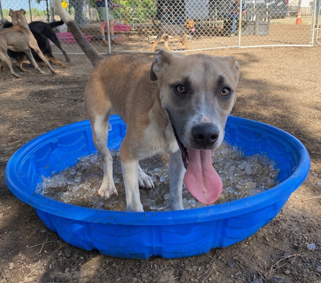 Pawsy, an adoptable Pit Bull Terrier, Mixed Breed in Lemoore, CA, 93245 | Photo Image 5