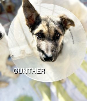 Gunther