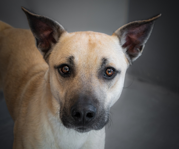 Roscoe, an adoptable Shepherd Mix in Winchester, KY_image-1