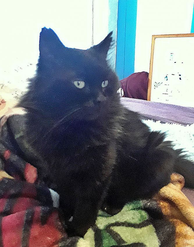 MERRY - Offered by Owner -Young male FIV+