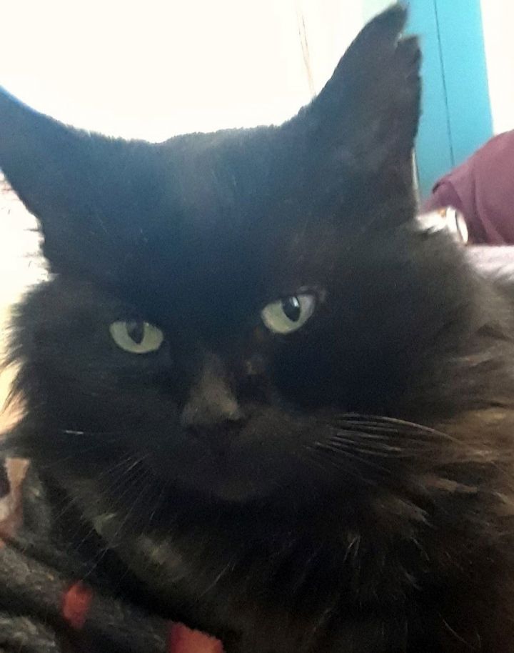 MERRY - Offered by Owner -Young male FIV+ 2