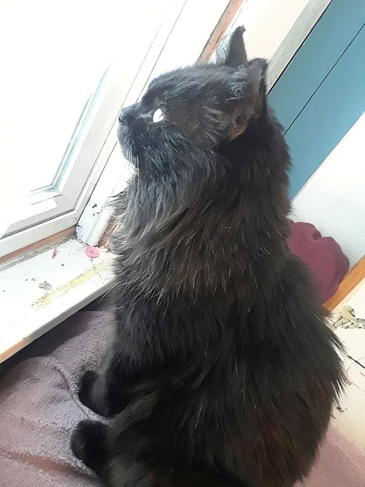 MERRY - Offered by Owner -Young male FIV+ 3