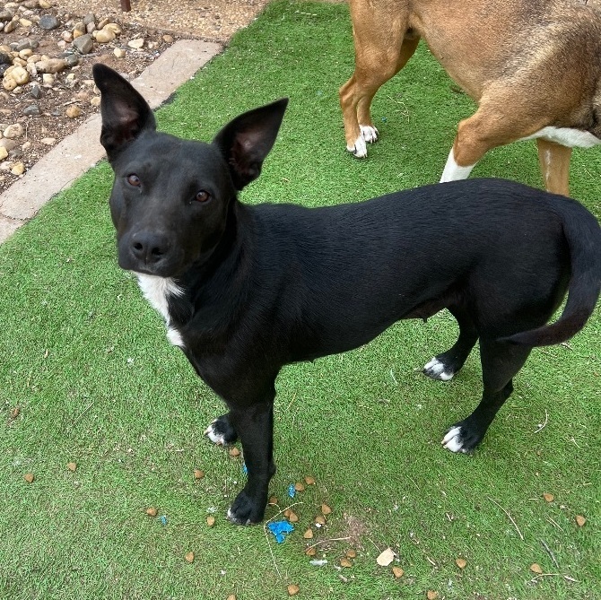 All best sale black basenji