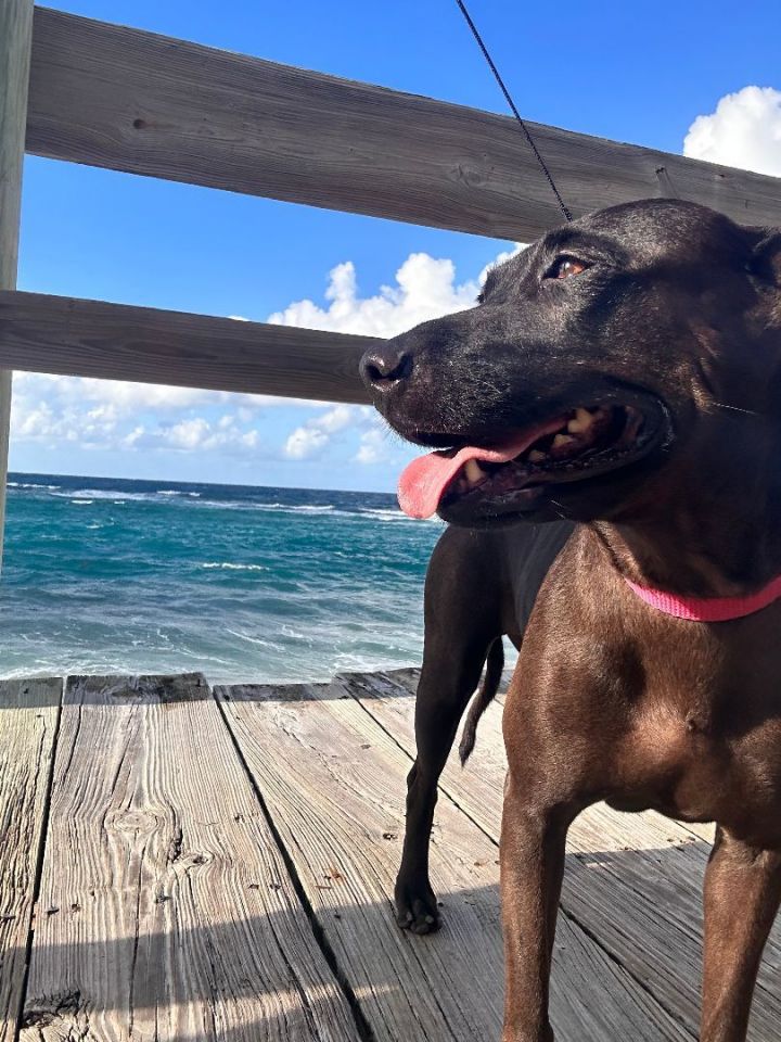 Stella , an adoptable Shar-Pei & Pit Bull Terrier Mix in Loiza, PR_image-1