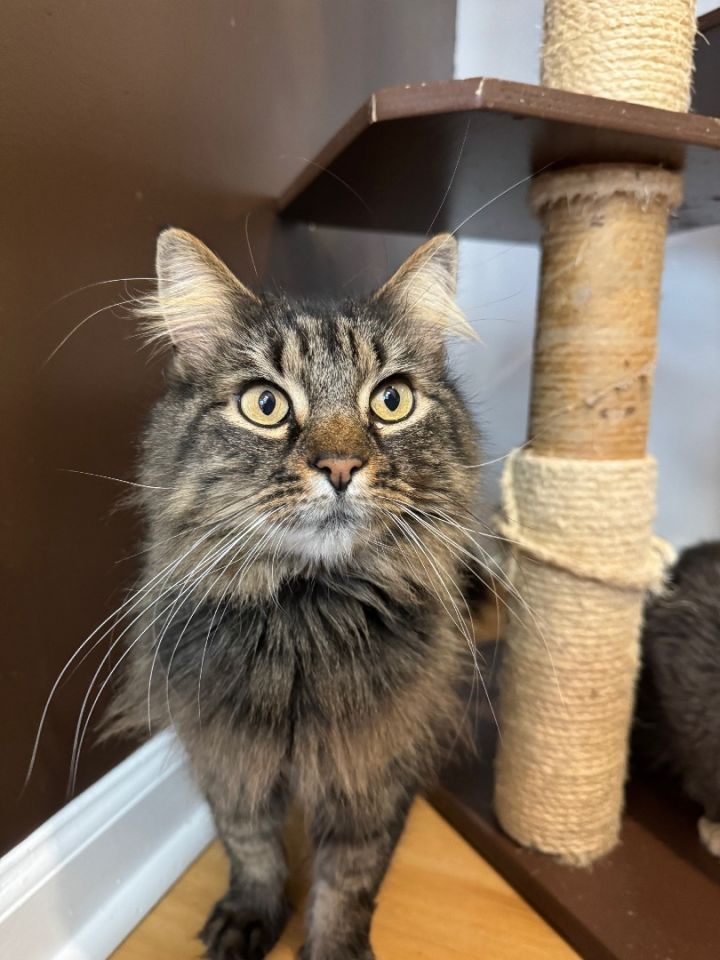 Mervin, an adoptable Domestic Long Hair & Tiger Mix in New Haven, CT_image-1