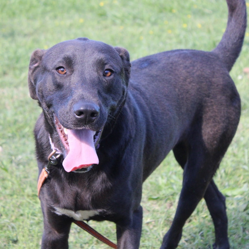 Water Gun, an adoptable Mixed Breed in Cleveland, MS, 38732 | Photo Image 1