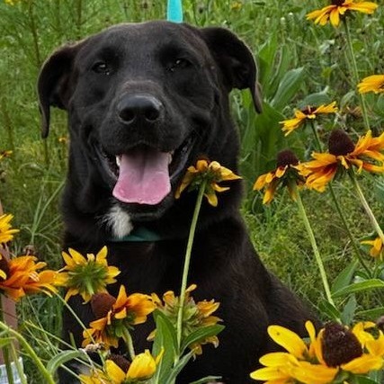 Water Gun, an adoptable Mixed Breed in Cleveland, MS, 38732 | Photo Image 1