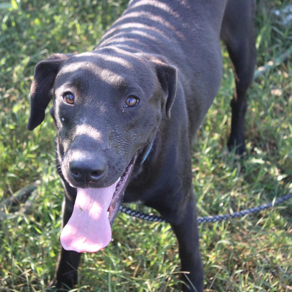 Water Gun, an adoptable Mixed Breed in Cleveland, MS, 38732 | Photo Image 2