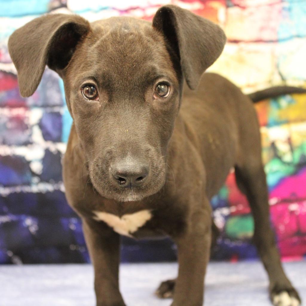 Water Gun, an adoptable Mixed Breed in Cleveland, MS, 38732 | Photo Image 3