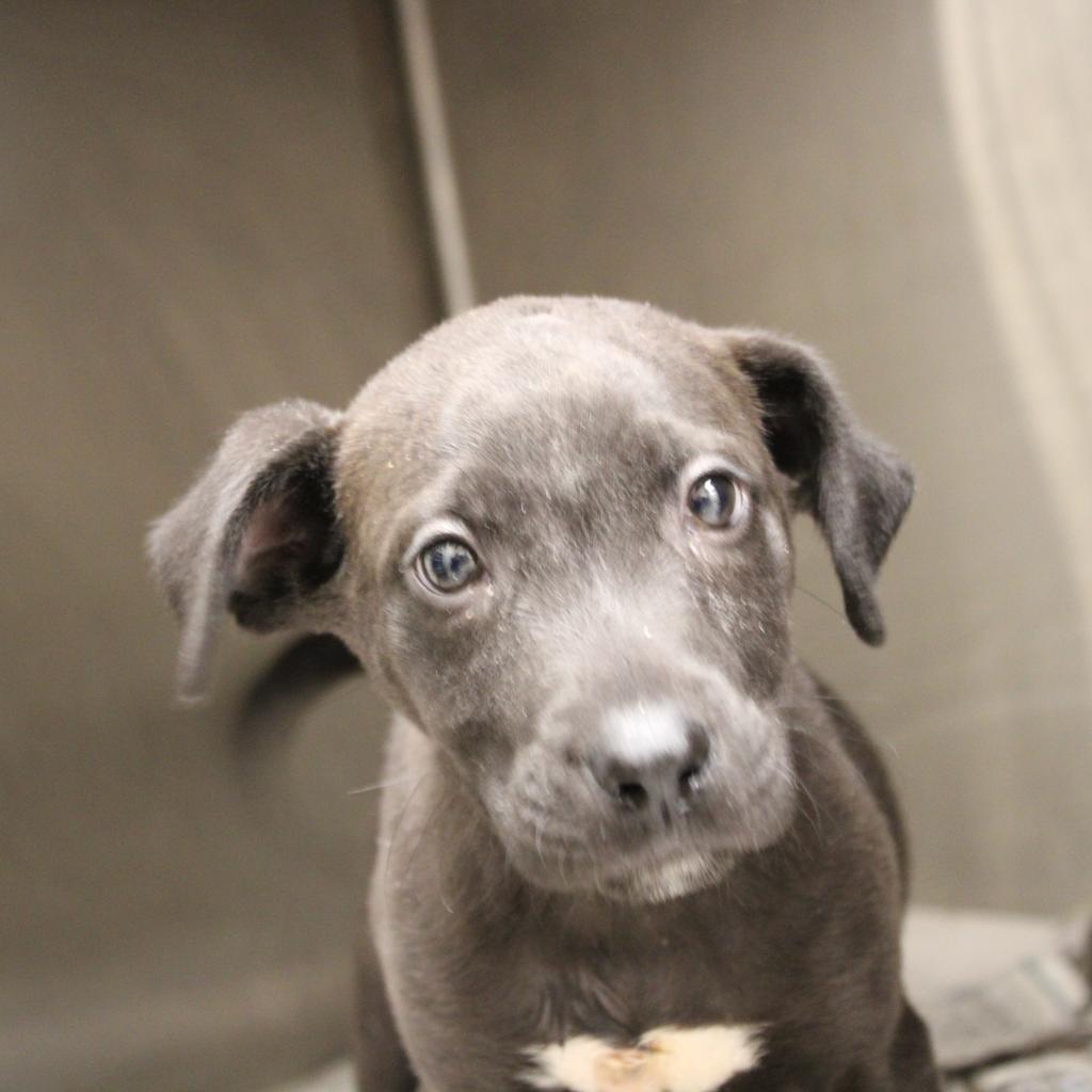 Water Gun, an adoptable Mixed Breed in Cleveland, MS, 38732 | Photo Image 4