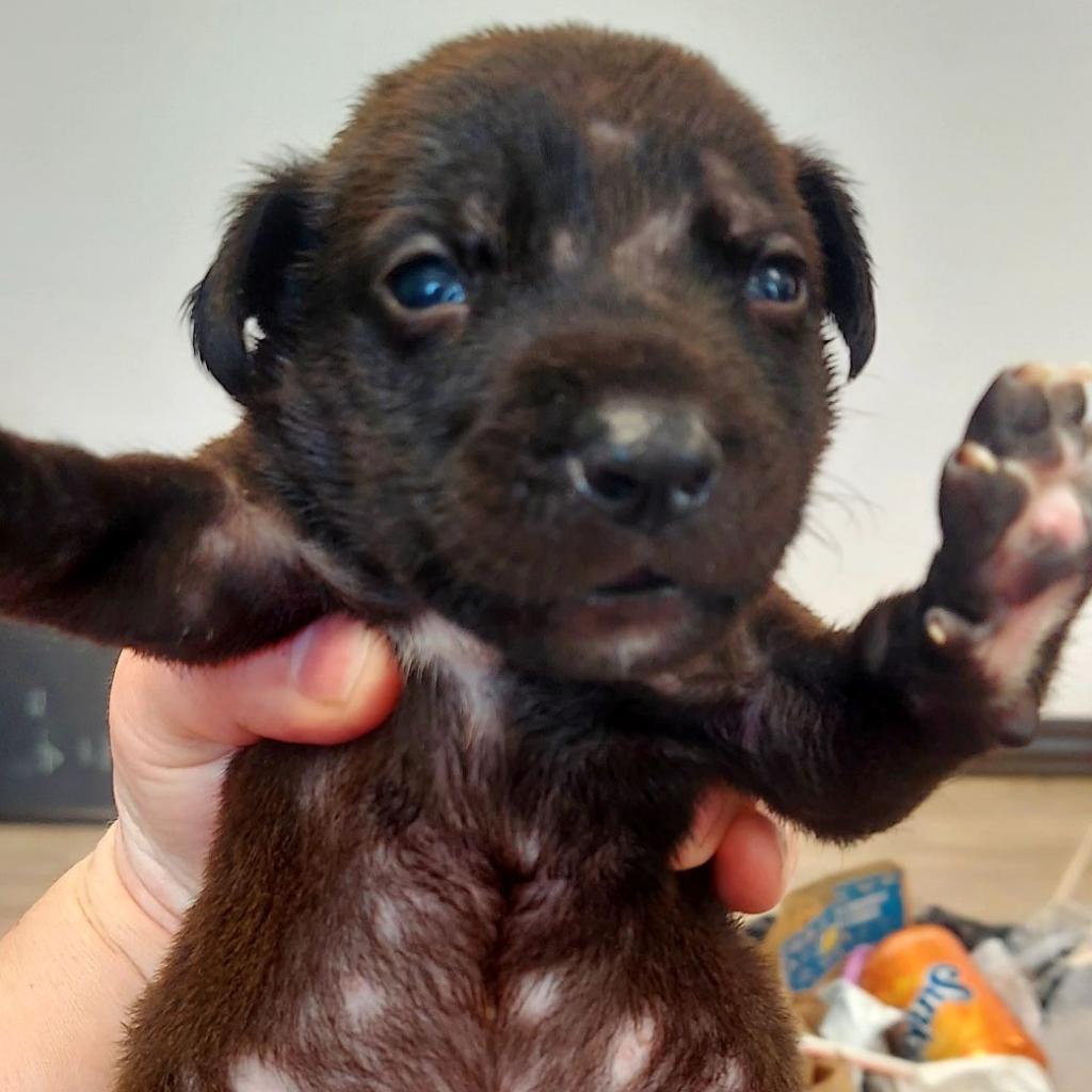 Water Gun, an adoptable Mixed Breed in Cleveland, MS, 38732 | Photo Image 5