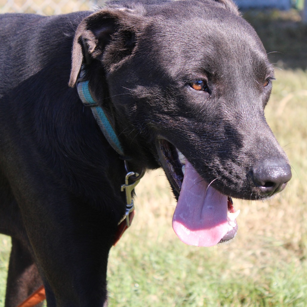 Water Gun, an adoptable Mixed Breed in Cleveland, MS, 38732 | Photo Image 6
