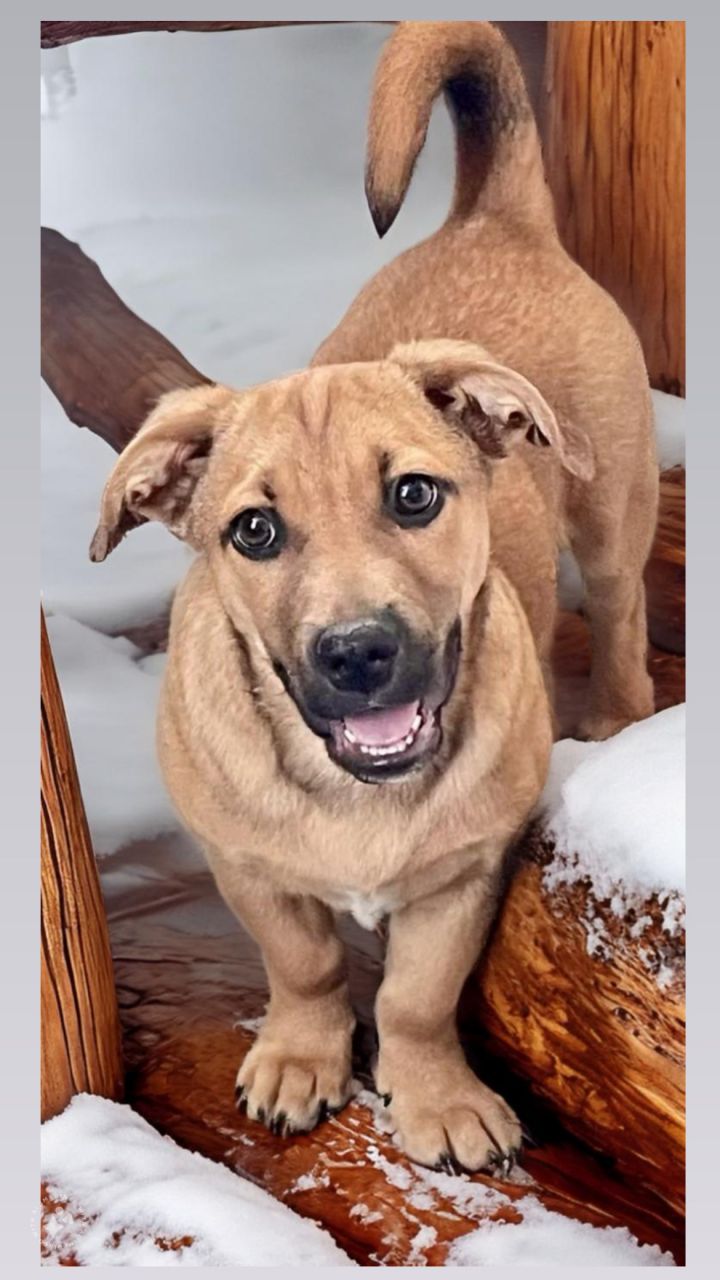 Jack russell sale cur mix