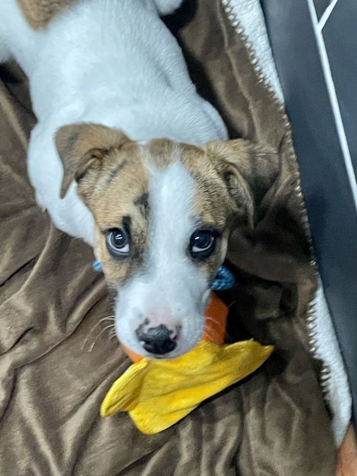 Dog for adoption Teeter a Mountain Cur Jack Russell Terrier