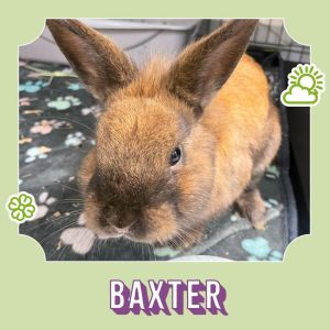 Baxter is a bouncy fun little boy He would do well in home with adults and gentle children For mo