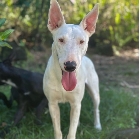 Doris (COH-A-8271), an adoptable Mixed Breed in Keaau, HI, 96749 | Photo Image 1