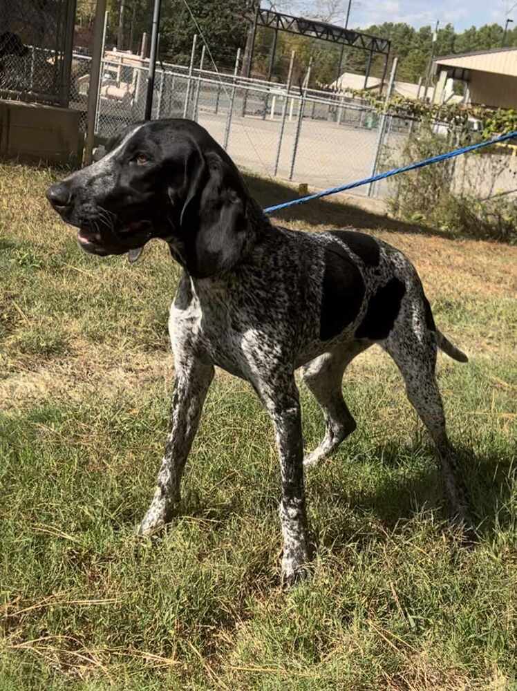 Willow, an adoptable German Shorthaired Pointer, Hound in White River Junction, VT, 05001 | Photo Image 2