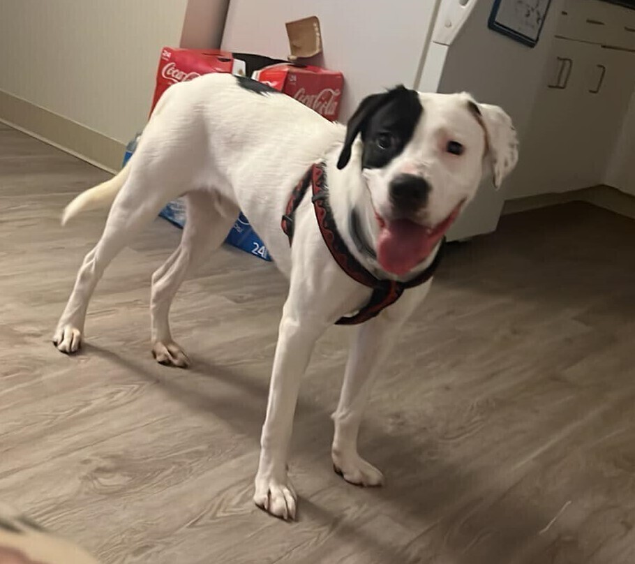 Moosca, an adoptable Pit Bull Terrier, Labrador Retriever in White River Junction, VT, 05001 | Photo Image 2