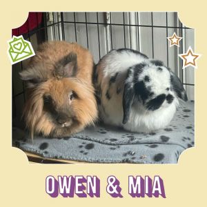Owen and Mia are a 5 year old bonded pair looking for a forever home after their owners no longer