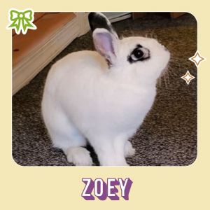 Zoey is a gentle girl who needs a family to call her own She loves to explore her foster home
