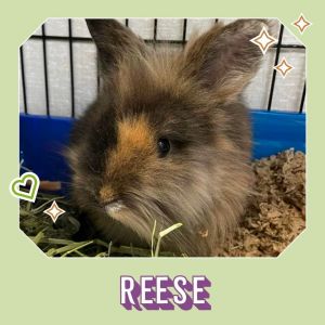 Reese is a super cute little guy who loves everyone He is having a blast in his foster home but
