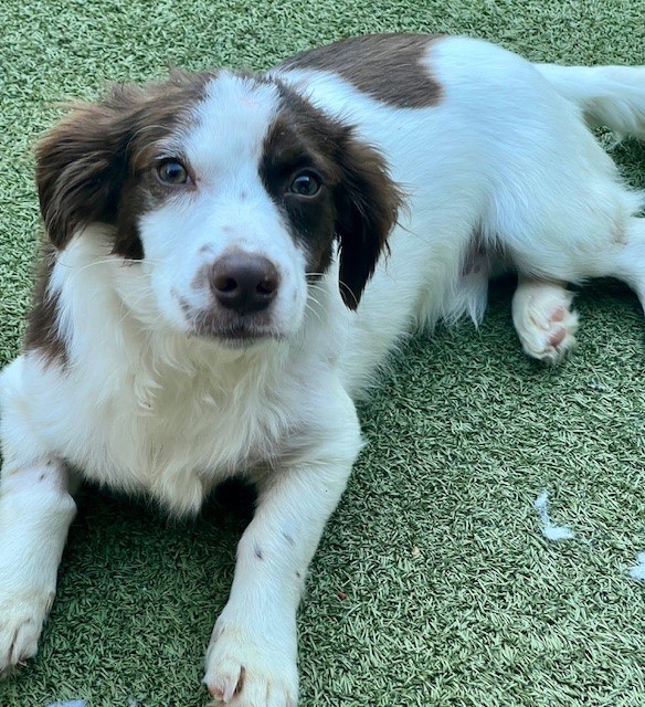 Springer spaniel best sale chihuahua mix