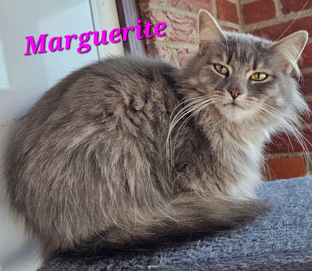 Marguerite 