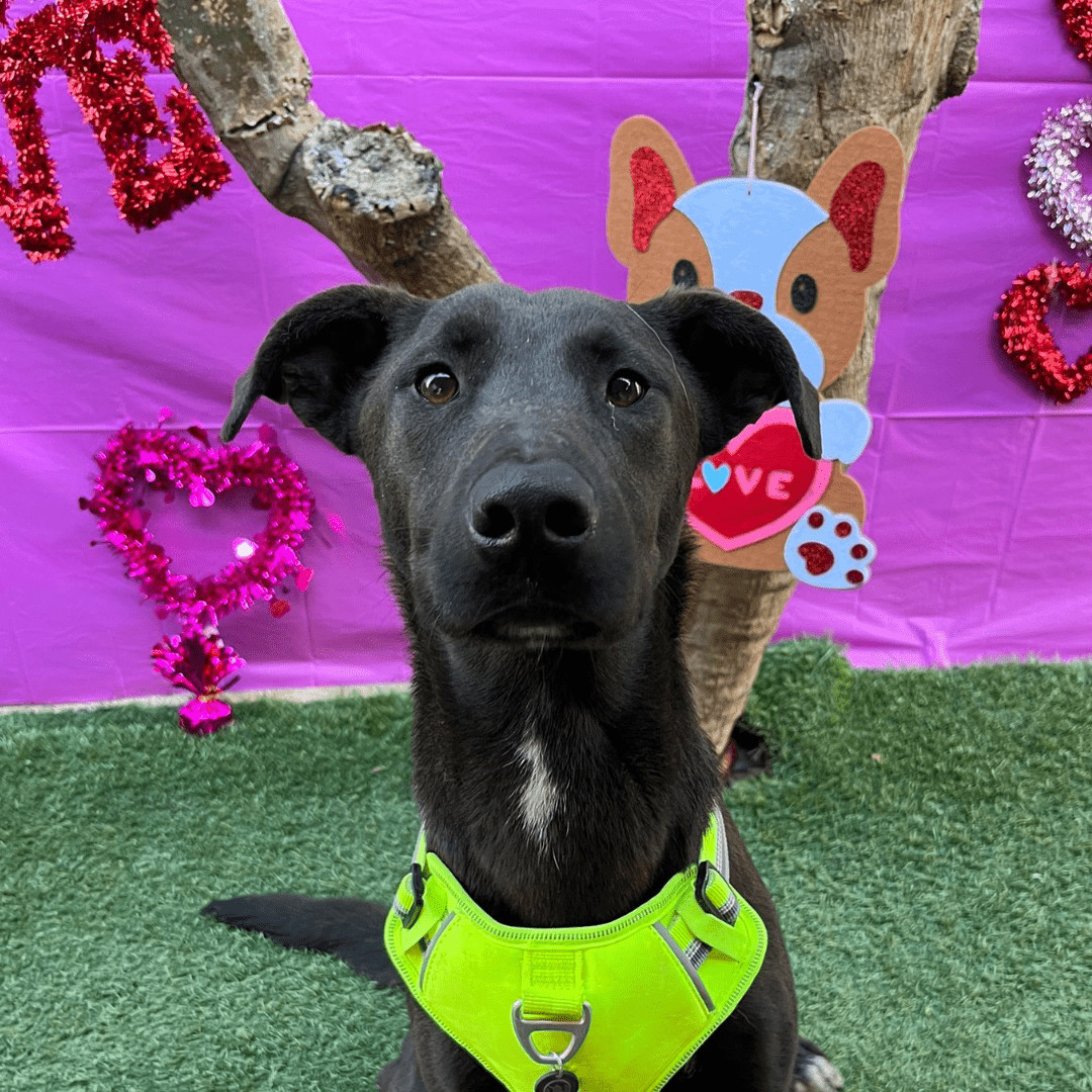 Dog for adoption - Tomato Sauce, a Labrador Retriever Mix in Bend, OR ...