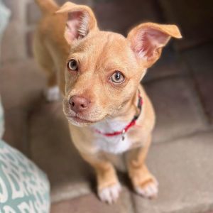 Meet Pongo This adorable chi mix was born around November 22nd and he is really an exceptional pupp