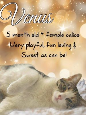 Venus Domestic Short Hair Cat