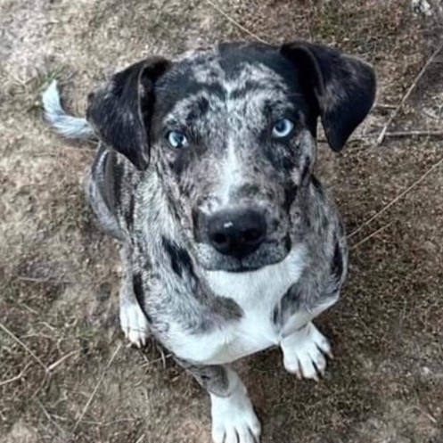 Catahoula blue hot sale eyes