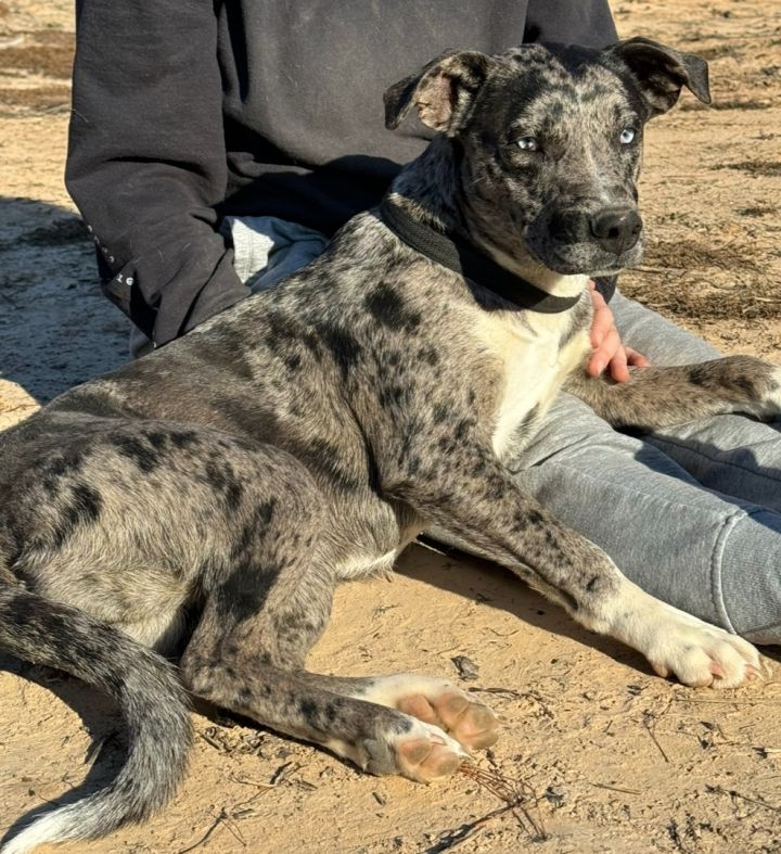 Catahoula with blue sales eyes