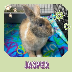 Jasper is a beautiful blue eyed boy with a personality to match his looks This innocent rabbit was 