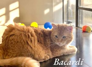 Bacardi Tabby Cat