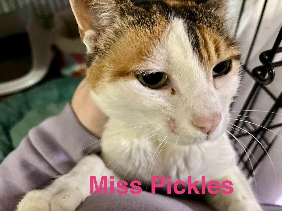 Miss Pickles