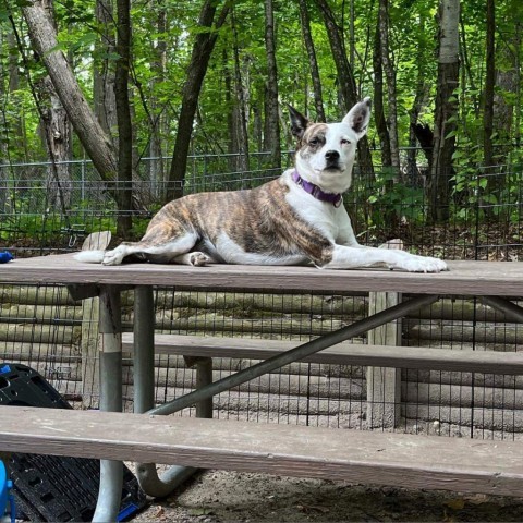 Bristol, an adoptable Australian Shepherd, American Staffordshire Terrier in Brainerd, MN, 56401 | Photo Image 1