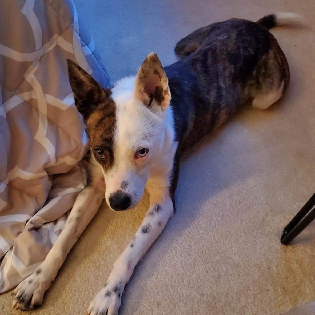 Bristol, an adoptable Australian Shepherd, American Staffordshire Terrier in Sauk Rapids, MN, 56379 | Photo Image 3