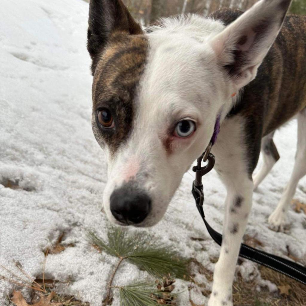 Bristol, an adoptable Australian Shepherd, American Staffordshire Terrier in Sauk Rapids, MN, 56379 | Photo Image 4