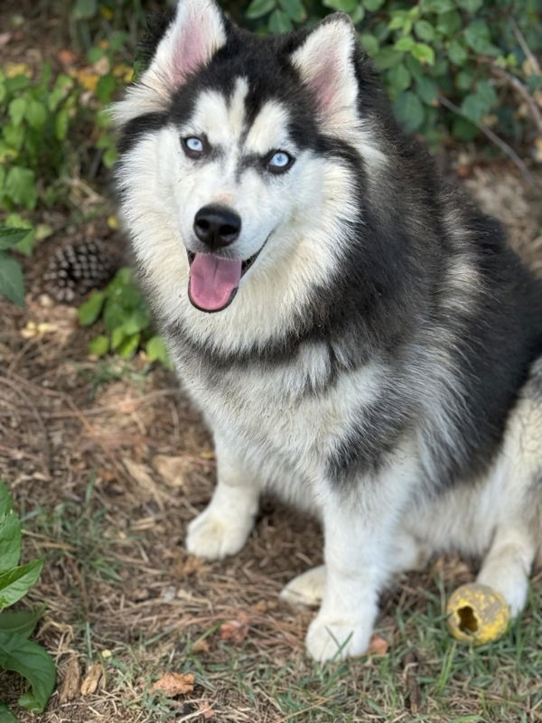 Siberian husky pomeranian mix best sale for sale